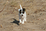 hundefotos parson_russell_terrier