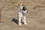 hundefotos parson_russell_terrier