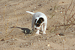 hundefotos parson_russell_terrier