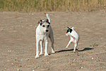 hundefotos parson_russell_terrier