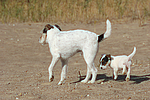 hundefotos parson_russell_terrier