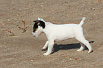 hundefotos parson_russell_terrier