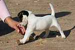hundefotos parson_russell_terrier