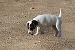 hundefotos parson_russell_terrier