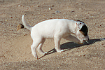 hundefotos parson_russell_terrier