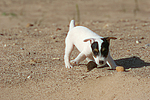 hundefotos parson_russell_terrier