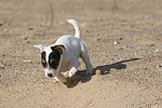 hundefotos parson_russell_terrier