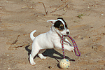 hundefotos parson_russell_terrier