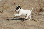 hundefotos parson_russell_terrier