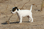 hundefotos parson_russell_terrier