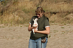 hundefotos parson_russell_terrier