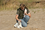 hundefotos parson_russell_terrier