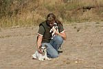 hundefotos parson_russell_terrier