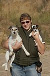 hundefotos parson_russell_terrier