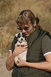 hundefotos parson_russell_terrier