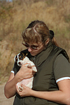 hundefotos parson_russell_terrier