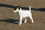 hundefotos parson_russell_terrier