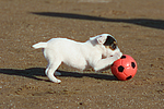 hundefotos parson_russell_terrier
