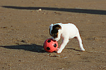 hundefotos parson_russell_terrier