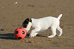 hundefotos parson_russell_terrier
