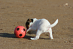 hundefotos parson_russell_terrier
