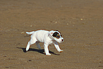 hundefotos parson_russell_terrier