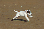 hundefotos parson_russell_terrier