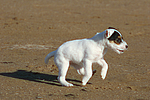 hundefotos parson_russell_terrier