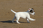 hundefotos parson_russell_terrier