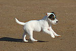 hundefotos parson_russell_terrier