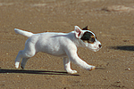 hundefotos parson_russell_terrier