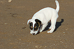 hundefotos parson_russell_terrier