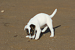 hundefotos parson_russell_terrier