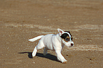 hundefotos parson_russell_terrier