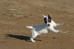 hundefotos parson_russell_terrier