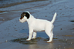 hundefotos parson_russell_terrier