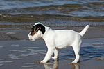 hundefotos parson_russell_terrier