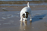 hundefotos parson_russell_terrier