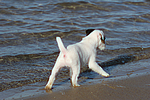 hundefotos parson_russell_terrier