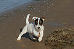 hundefotos parson_russell_terrier