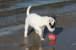 hundefotos parson_russell_terrier