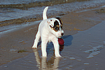 hundefotos parson_russell_terrier