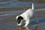 hundefotos parson_russell_terrier
