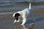 hundefotos parson_russell_terrier
