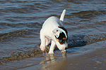 hundefotos parson_russell_terrier