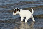 hundefotos parson_russell_terrier