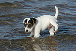 hundefotos parson_russell_terrier