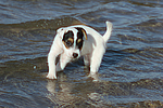 hundefotos parson_russell_terrier