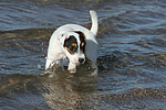 hundefotos parson_russell_terrier