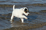 hundefotos parson_russell_terrier